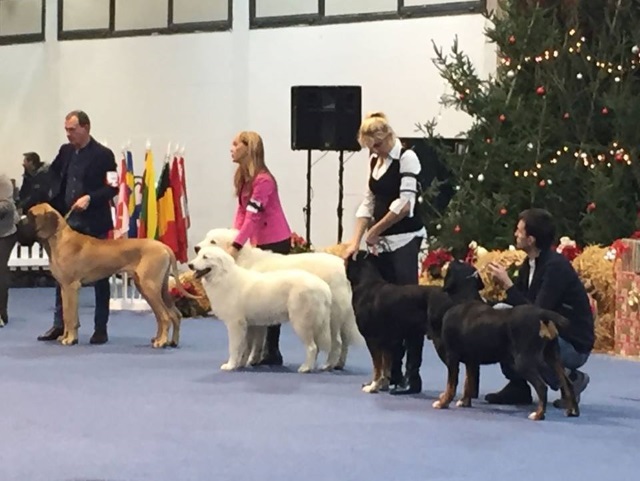 Rubino & Ombra together at the International dogshow in Wels, Austria - December2016